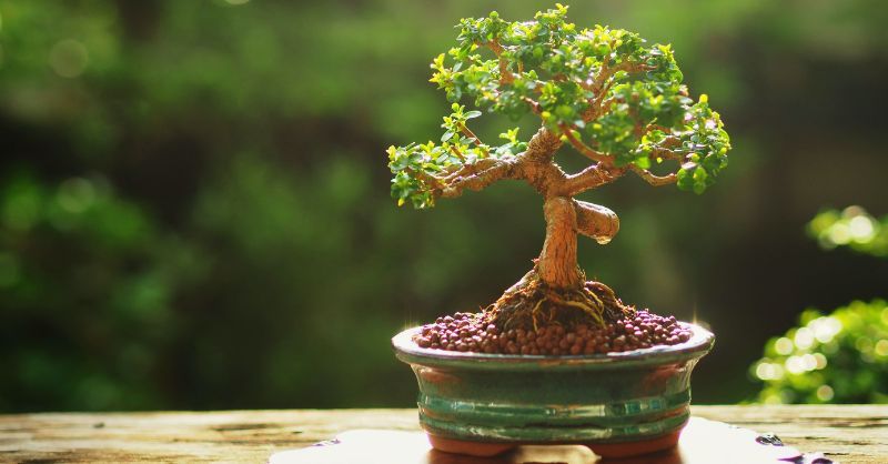 Come far crescere sano il bonsai