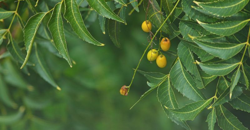 olio di neem repellente naturale